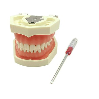modelo de enseñanza dental modelo de dientes de encía suave modelo estándar con 28 dientes atornillados
