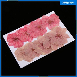 10pcs hechos a mano prensado flor seca sakura secado flor de cerezo teléfono caso decoración
