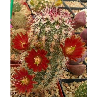 10 pzs semillas de Cactus Bonsai perenne plantas suculentas raras oficina SY027
