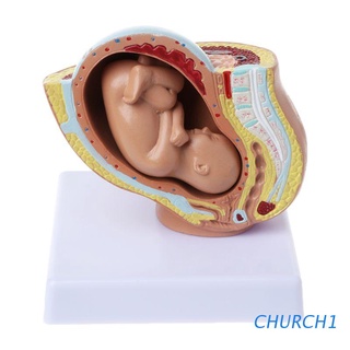 iglesia 9o mes bebé feto feto embarazo embarazo humano embarazo desarrollo fetal modelo médico (1)