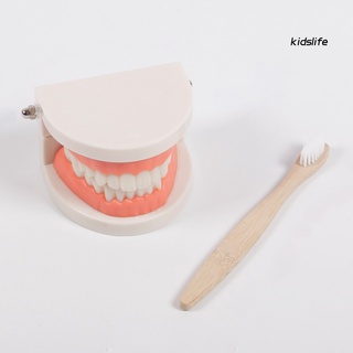 [kidslife] 1 juego de dientes modelo de estructura robusta de alta simulación reutilizable de enseñanza Dental modelo de cepillo de dientes para niños