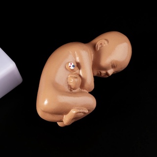 iglesia 9o mes bebé feto feto embarazo embarazo humano embarazo desarrollo fetal modelo médico (7)
