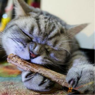 15/20pcs fruta Natural Matatabi gato Snacks palos Catnip mascota gato Molar varilla (1)