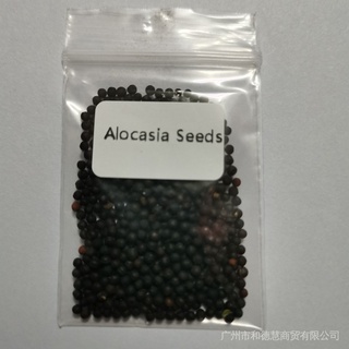 [COD] Semillas De Alocasia Planta En Maceta Aprox . 300 Pzs fl7R (6)