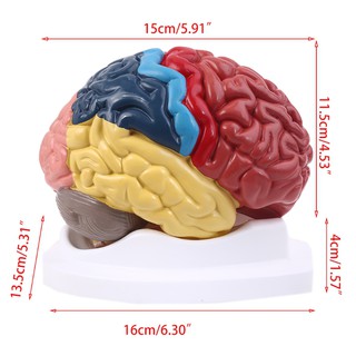 Tamaño de la vida del cerebro humano área funcional modelo de anatomía para la ciencia estudio del aula (5)