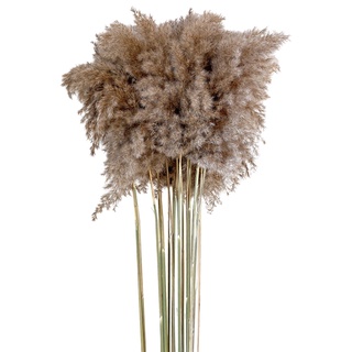 10 flores naturales secas pampas hierba caña ramo de flores decoración del hogar (8)