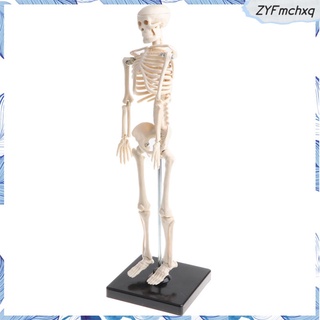 42cm PVC Humano Niños Cuerpo Esqueleto Modelo Conjunto Anatómico Juguete Educativo