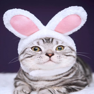 1 pieza de mascota Headwear disfraz de mascota trajes lindo conejo oreja sombrero gato conejo disfraz para gatos perros pequeños diario o fiesta accesorio mascota casco