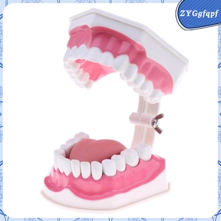 2 Veces Modelo De Dientes Dentales Humanos Con Kit De Estudio Extraíbles-B