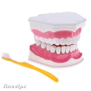 2 modelo de dientes dentales grandes con herramienta de enseñanza Dental extraíble para dientes inferiores