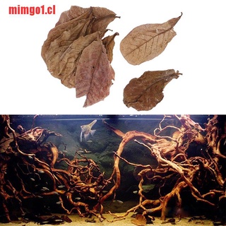 mimgo1: 10 hojas naturales de catappa, hojas de almendras, limpieza de pescado (7)