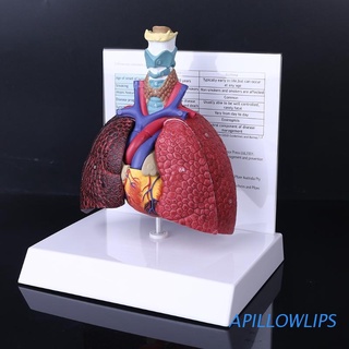 APILLOWLIPS Tamaño De Vida Modelo De Pulmón Humano Anatómico Sistema Respiratorio Anatomía Herramienta De Enseñanza (1)