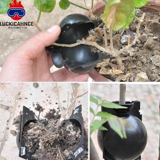 Dispositivo de enraizamiento de plantas de enraizamiento de plantas de jardín/dispositivo de propagación de semillas de árbol frutal Alat Tut Pokok (1)