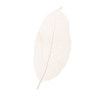 prettyia 50 natural magnolia esqueleto hojas scrapbooking tarjetas hacer blanco (5)