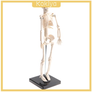[Kokiya] 42 cm altamente detallado humano niños esqueleto cuerpo modelo escolar ayudas de enseñanza