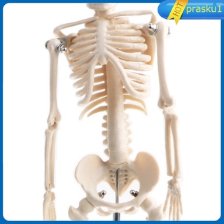 42cm pvc humano niños cuerpo esqueleto modelo conjunto anatómico juguete educativo