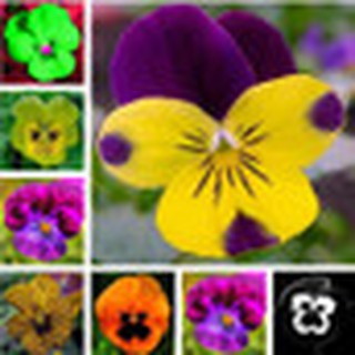 100 pzs semillas De óndulado traspirables De triángulo semillas De flores flores bonsái maceta para Plantas Diy hogar y jardín (1)