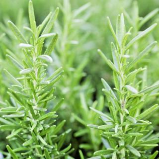 Aprox. 100 pzs semillas de romero buen olor hierbas fácil de cultivar planta interior (8)