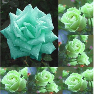 hermosa 100 pzs semillas de rosa verde menta mariposas amor hogar jardín decoración de plantas raras zz.66