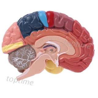 Tamaño de la vida del cerebro humano área funcional modelo de anatomía para la ciencia estudio del aula