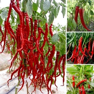 20pcs Spicy Red Hot Chili Pepper Seeds DHbW